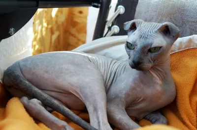 Забавные и интересные фотографии кошек без шерсти в PNG