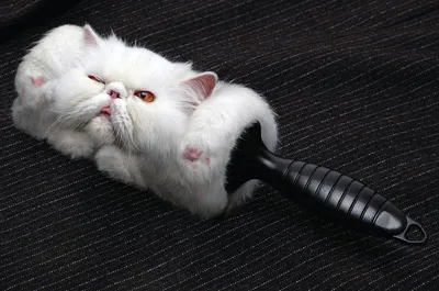 Скачать бесплатно фото изысканных безшерстных кошек в формате WebP