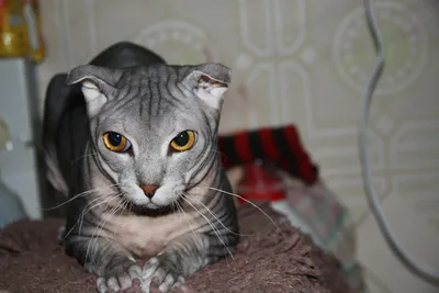 Загадочные пятна и узоры на фотографиях кошек без шерсти