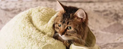 Фото кошек без шерсти: бесплатный дар от природы