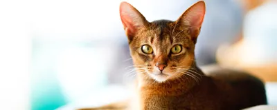 Фото кошек без шерсти: гордость владельцев породы