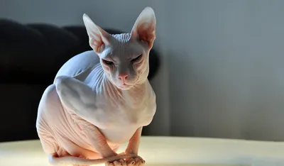 Чарующие фото кошек без шерсти на любой вкус