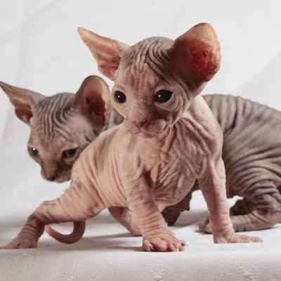 Элегантные безшерстные кошки на фотографиях в JPG