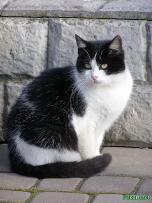Красивые черно-белые картинки кошек
