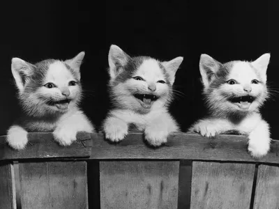 Милые черно-белые котята на фотографиях