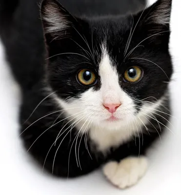 Восхитительные черно-белые снимки кошек