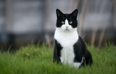 Бесподобная красота черно-белых кошачьих изображений