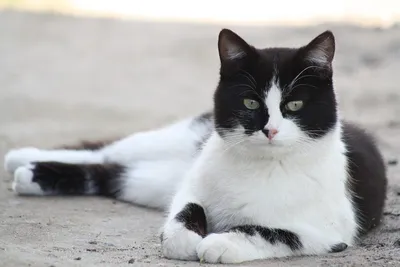 Фотографии черно-белых кошек в высоком разрешении