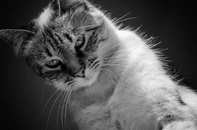 Кошки черно-белые в фотографиях – идеальное сочетание