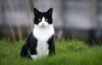 Искусство черно-белых фото кошек – наслаждение глаз