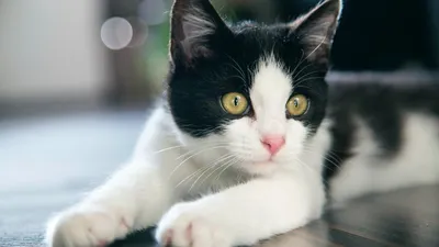 Великолепная красота черно-белых кошачьих в снимках