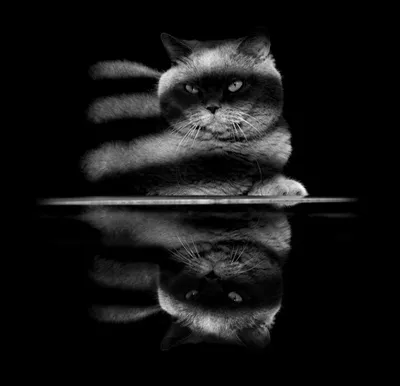 Милые черно-белые кошки на картинках