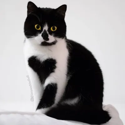 Подборка лучших фото кошек в черно-белых тонах