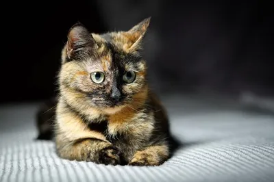 Уникальные снимки кошек дворняжек в формате png