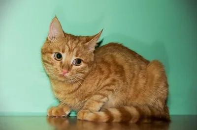 Удивительные снимки кошек дворняжек - насладитесь красотой