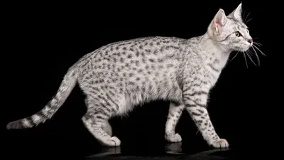 Фото кошки египетской мау - маленький размер jpg