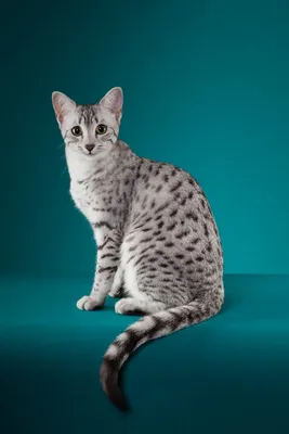 Красивые изображения кошки египетской мау в png формате