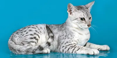 Скачать изображения кошек египетской мау в webp, бесплатно