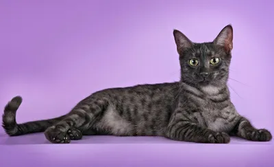 Фото кошек египетской мау - бесплатно скачать в jpg формате