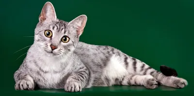 Кошки египетской мау на фотографиях - скачать бесплатно, png