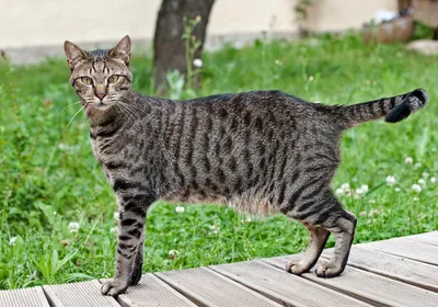 Скачать изображения кошек египетской мау в webp, бесплатно