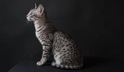 Скачать фото кошки египетской мау в webp, бесплатно