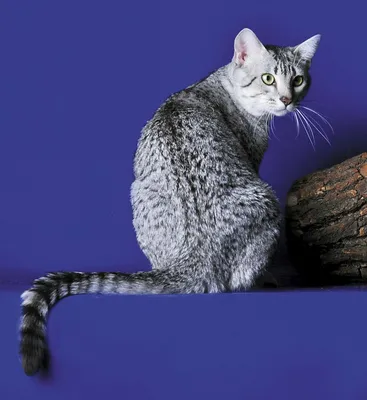 Кошки египетской мау на фото - прекрасные изображения, png