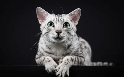 Фото кошек египетской мау - доступные для скачивания, jpg