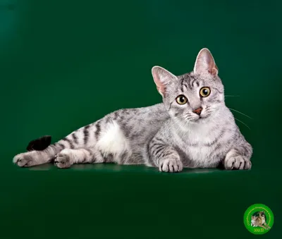 Фото кошек египетской мау - качественные картинки, webp