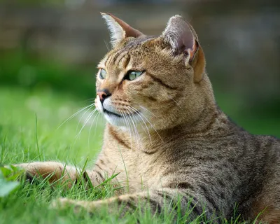 Изображение кошки египетской мау в хорошем качестве - jpg