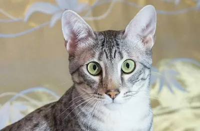 Фото кошек египетской мау - бесплатные изображения в webp формате