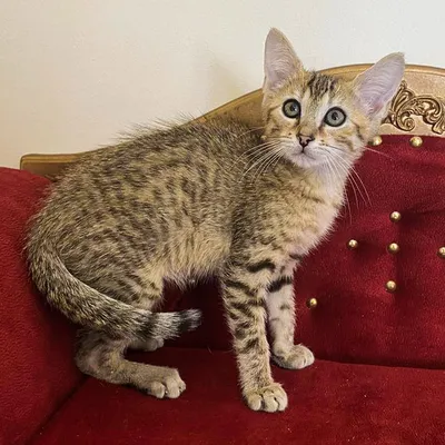 Скачать фото кошек египетской мау в png, бесплатно
