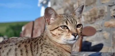 Фото кошек египетской мау - качественные картинки, png