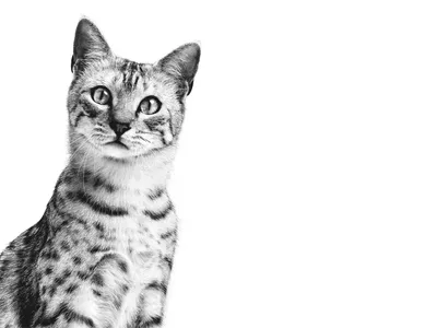 Скачать изображения кошек египетской мау в jpg, бесплатно