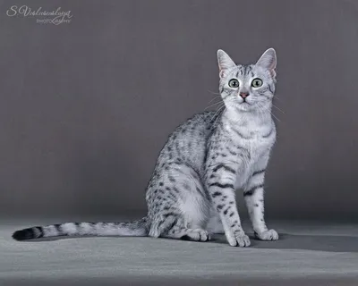 Изображение кошек египетской мау - бесплатно скачать в jpg формате