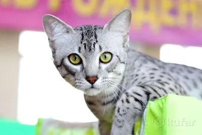 Кошки египетской мау на фотографиях - потрясающие картинки, webp
