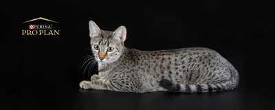 Фото кошек египетской мау - лучшие изображения в webp