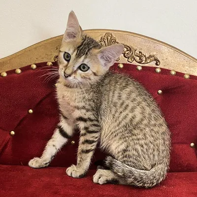 Фото кошек египетской мау - бесплатные изображения в webp