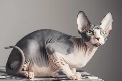 Уникальная подборка фото кошек египетского сфинкса