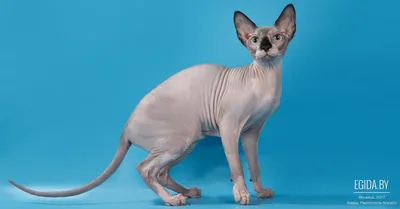 Удивительные изображения кошек египетского сфинкса