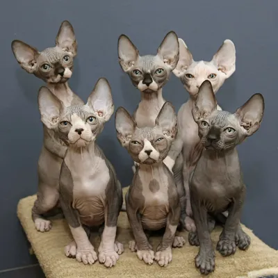 Изображения кошек египетского сфинкса - скачивайте бесплатно