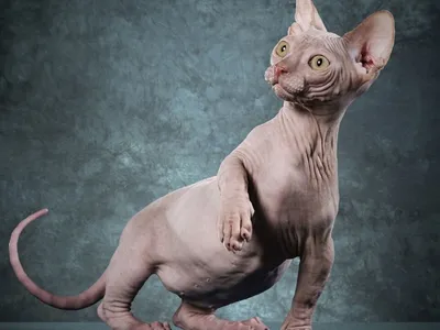 Фото кошек египетского сфинкса с высоким разрешением