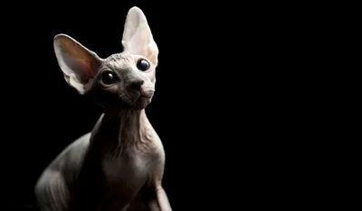 Фото кошек египетского сфинкса - современный и стильный выбор