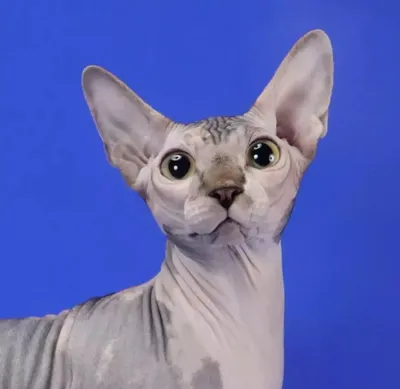 Уникальные фотографии кошек египетского сфинкса для фона