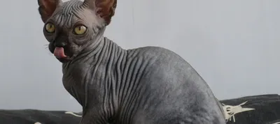 Очаровательные фото кошек египетского сфинкса