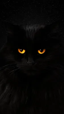 Фон, заставка, обои, wall , кот, чёрный кот, cat | Котята, Черные котята,  Кошачьи картины
