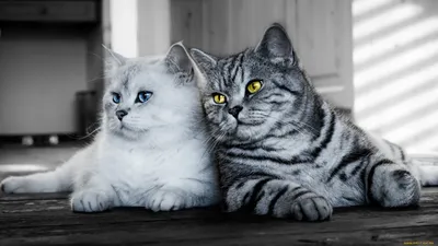 Фотографии кошка Фэнтези Волшебные животные