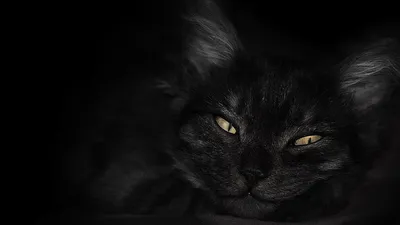 Шикарные фотографии кошек hd: Бесплатное скачивание jpg
