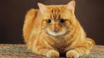 Удивительные картинки кошек hd: Скачать в высоком разрешении jpg