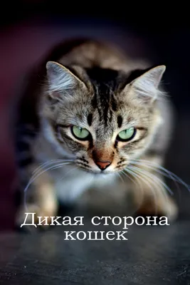Кошки hd изображения бесплатно: Скачать в формате png